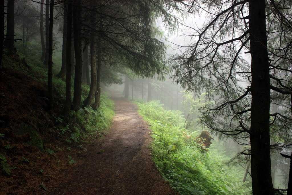 Kala Top Dalhousie